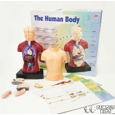 Corpul uman - set anatomie
